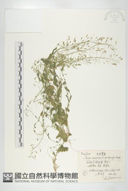 光果葶藶藏品圖，第1張