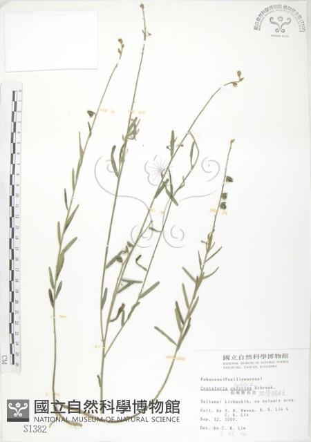 線葉野百合藏品圖，第1張