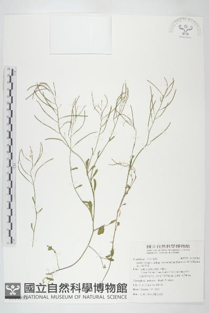 玉山筷子芥藏品圖，第1張