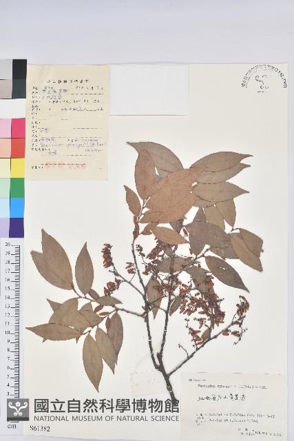 米飯花藏品圖，第1張