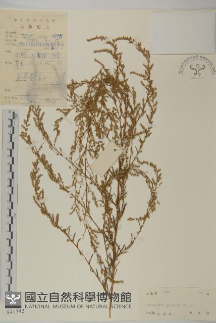 牡蒿藏品圖，第1張