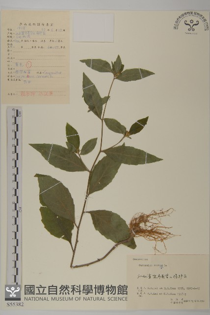 杓兒菜藏品圖，第1張