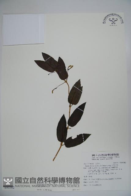 阿里山忍冬、漸尖葉忍冬藏品圖，第1張
