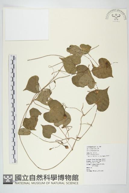 野牽牛藏品圖，第1張