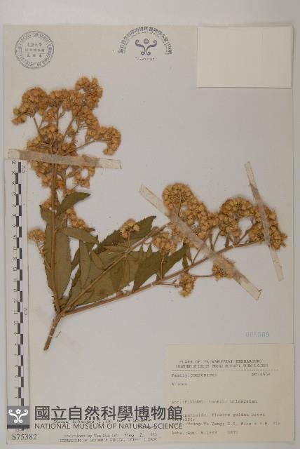 艾納香藏品圖，第1張