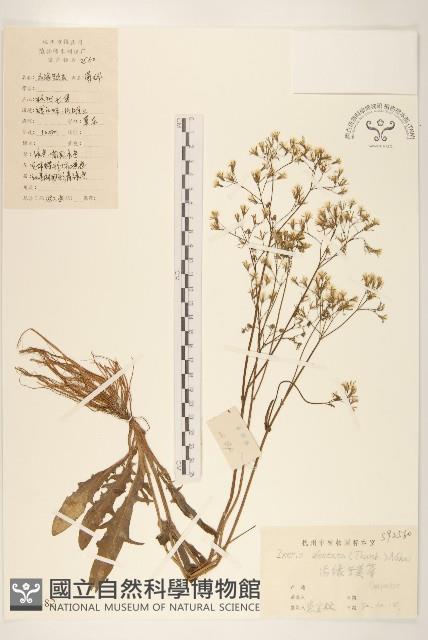 齒緣苦實藏品圖，第1張