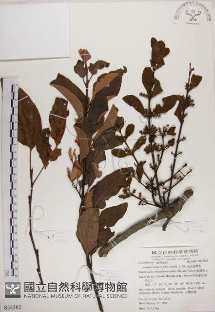 高氏桑寄生藏品圖，第1張