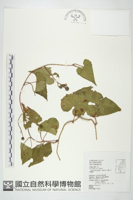 菜欒藤藏品圖，第1張