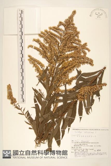 北美一枝黃花藏品圖，第1張