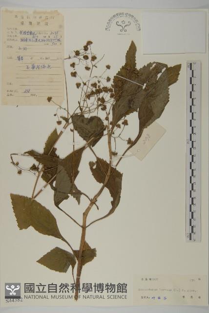 下田菊藏品圖，第1張