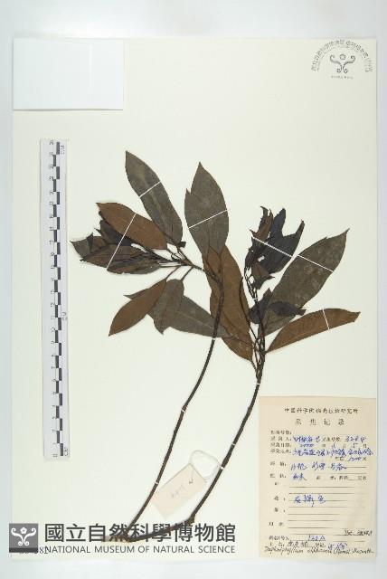 俄氏虎皮楠、蘭嶼虎皮楠、虎皮楠藏品圖，第1張