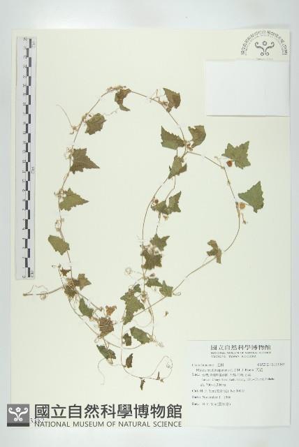 天花藏品圖，第1張