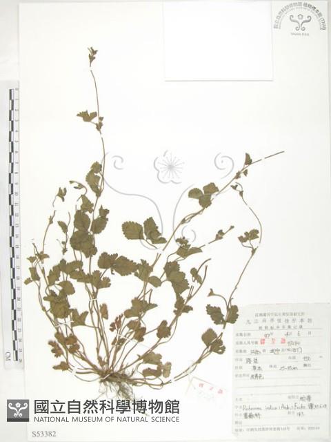 蛇莓、地莓、龍吐珠藏品圖，第1張