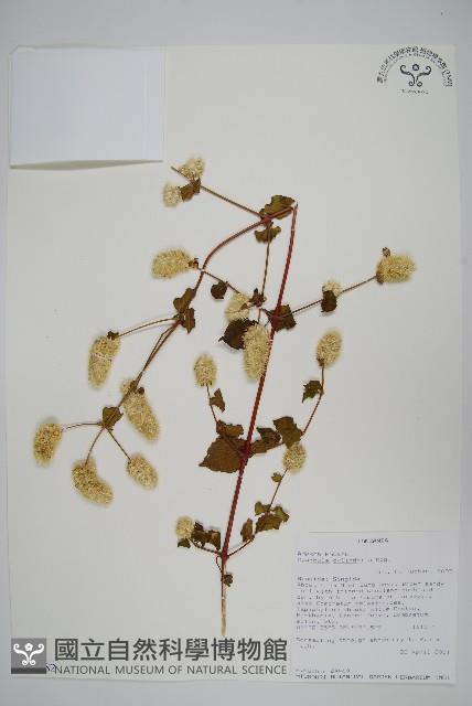 登錄號:S093382藏品圖，第1張