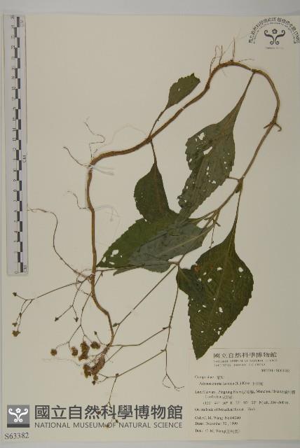 下田菊藏品圖，第1張