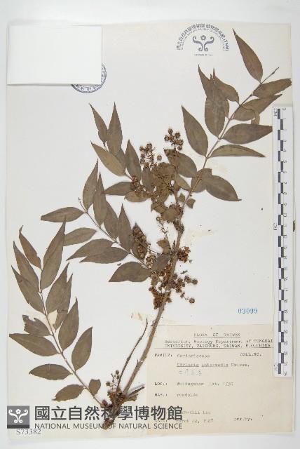 臺灣馬桑藏品圖，第1張