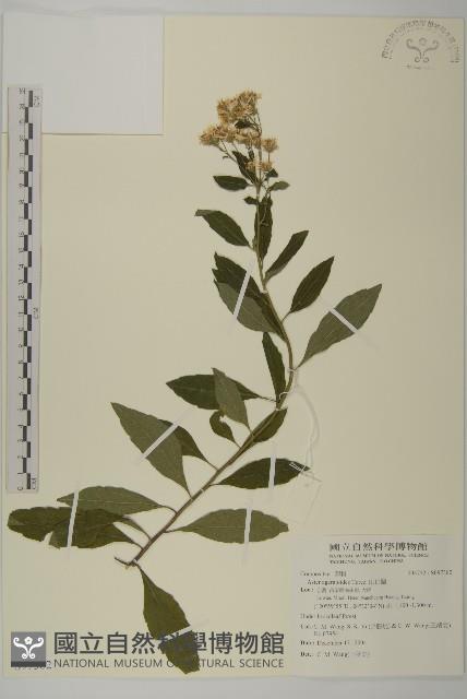 山白蘭藏品圖，第1張