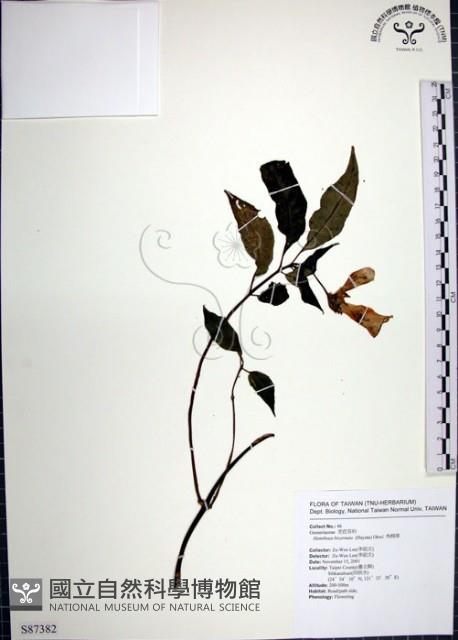 角桐草、台灣半蒴苣苔藏品圖，第1張