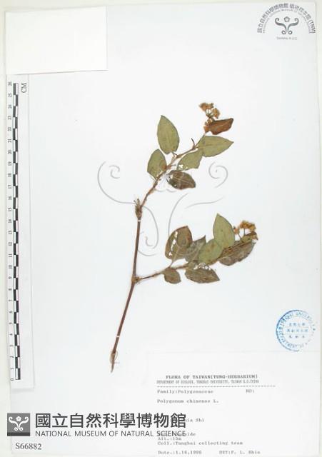 火炭母草、清飯藤藏品圖，第1張