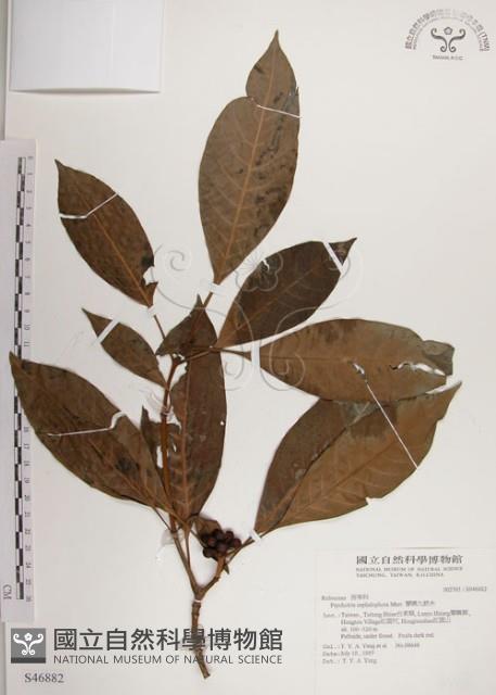 蘭嶼九節木藏品圖，第1張