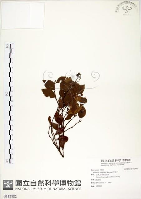 內苳子藏品圖，第1張