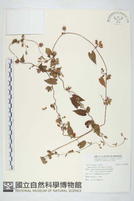 白花牽牛藏品圖，第1張