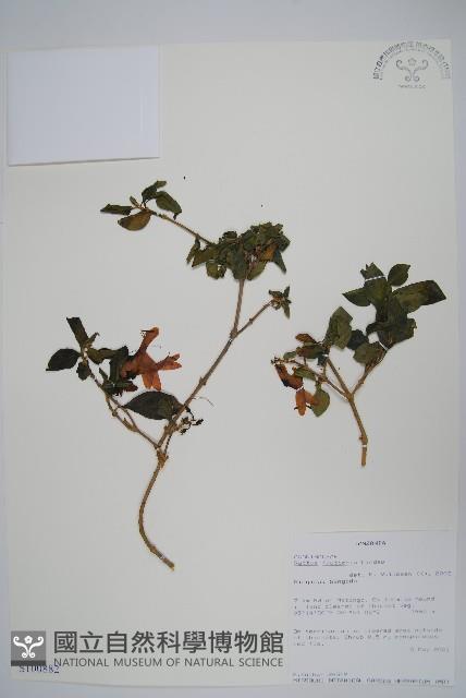 蜂鳥花藏品圖，第1張