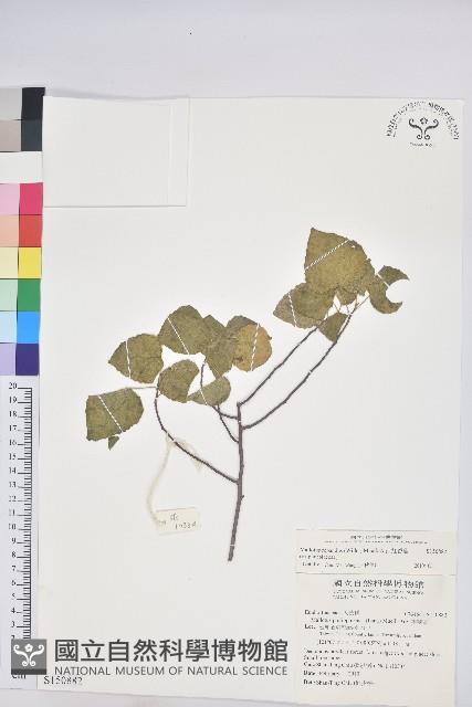 扛香藤藏品圖，第1張