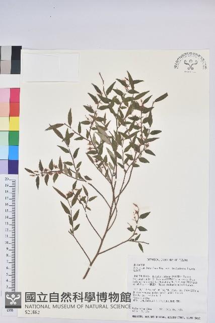 毛蕊花藏品圖，第1張