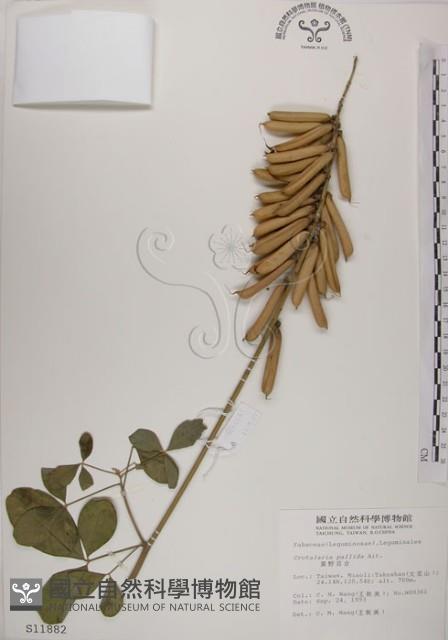 黃野百合藏品圖，第1張