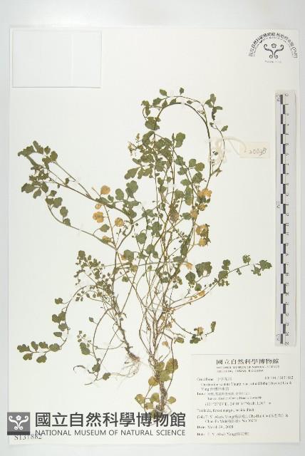 台灣碎米薺藏品圖，第1張