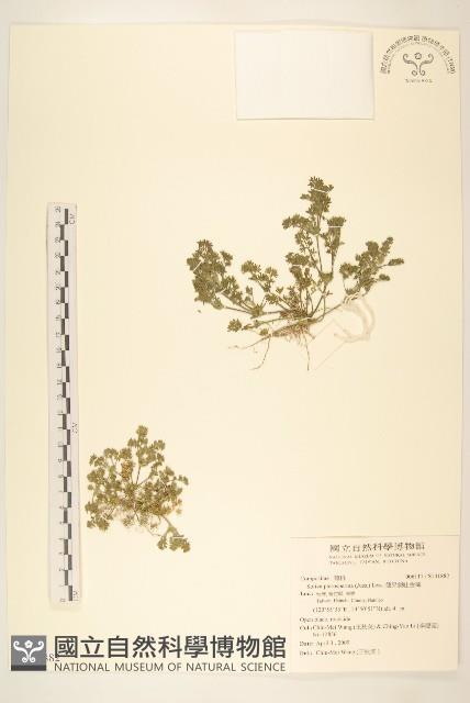 翅果假吐金菊藏品圖，第1張