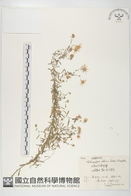 阿爾泰狗哇花藏品圖，第1張