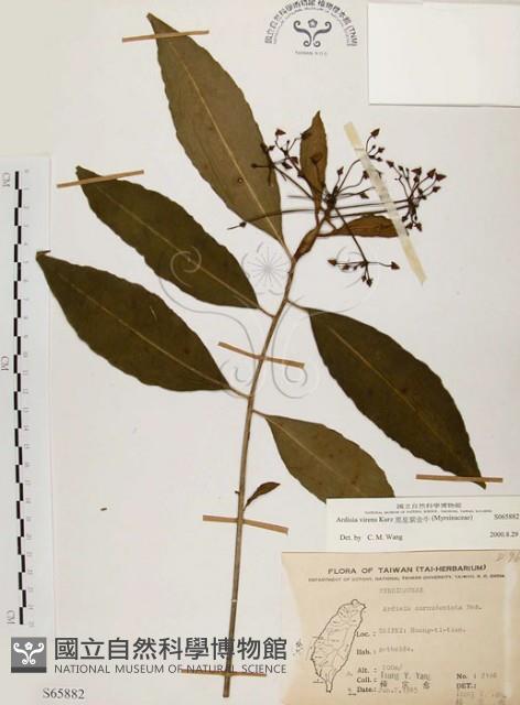 黑星紫金牛藏品圖，第1張