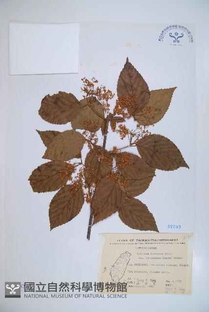 紅子莢迷藏品圖，第1張