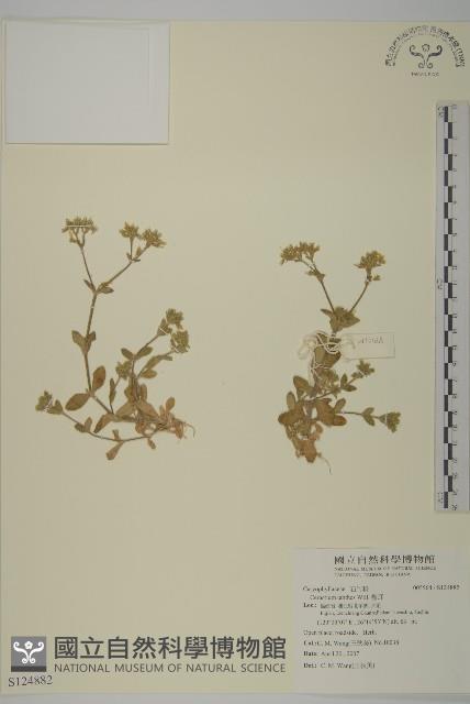 卷耳藏品圖，第1張