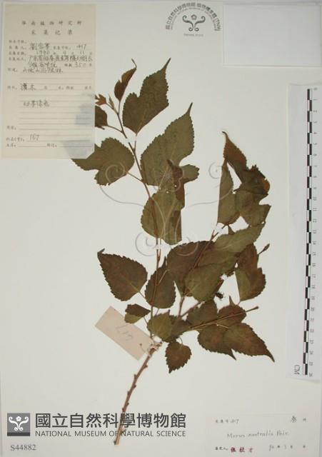 小桑樹藏品圖，第1張