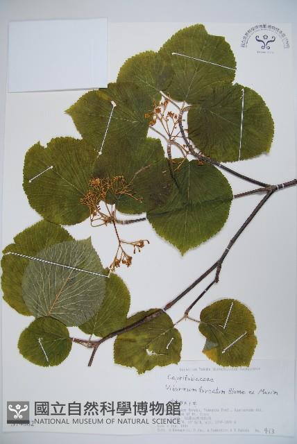 假繡球藏品圖，第1張