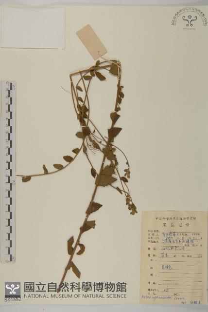 山白蘭藏品圖，第1張