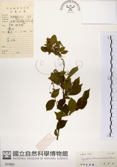 灰木藏品圖，第1張