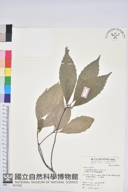 青剛櫟、鐵椆藏品圖，第1張