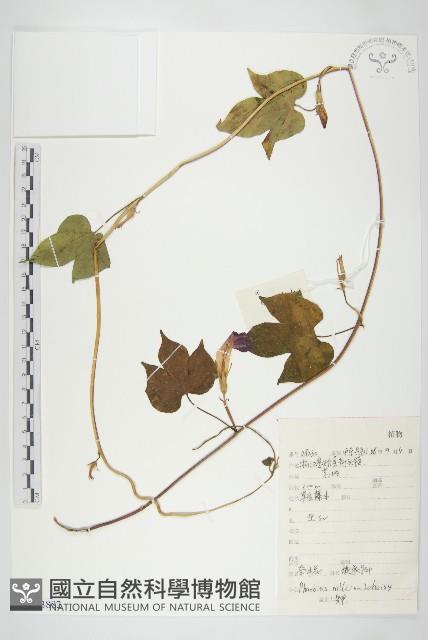 裂葉牽牛藏品圖，第1張