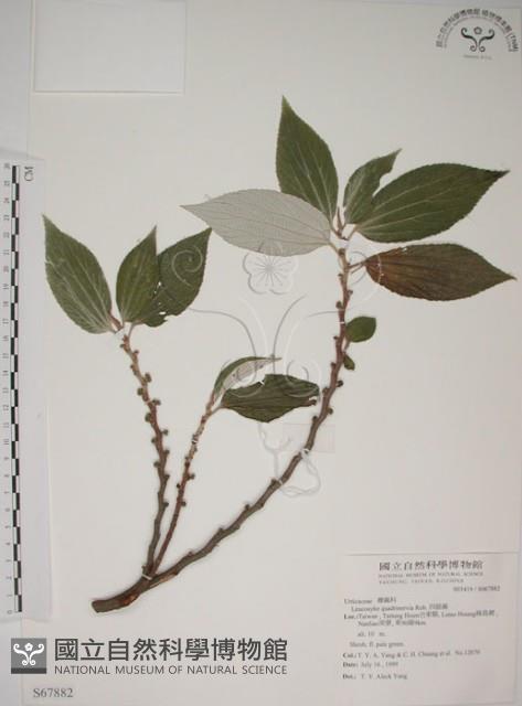 四脈麻藏品圖，第1張