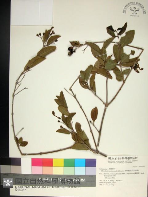 苦林盤藏品圖，第1張