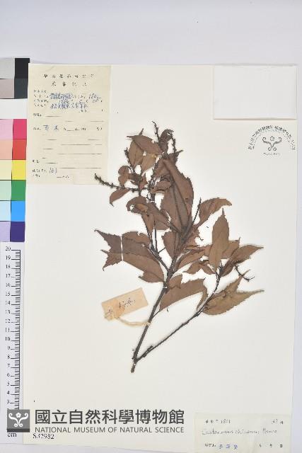 桂林栲藏品圖，第1張