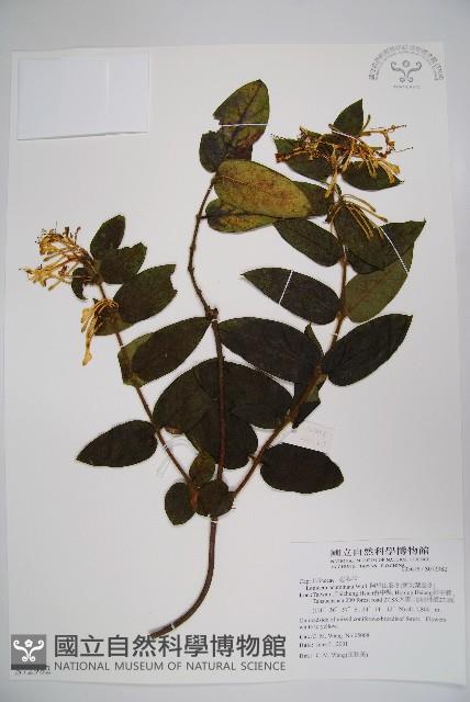 阿里山忍冬、漸尖葉忍冬藏品圖，第1張