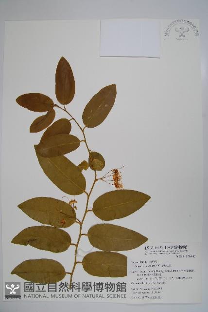 蘭嶼山柑藏品圖，第1張