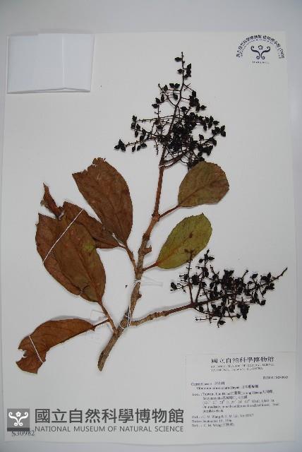 著生珊瑚樹藏品圖，第1張