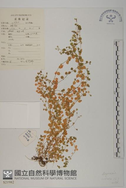 荷蓮豆藏品圖，第1張