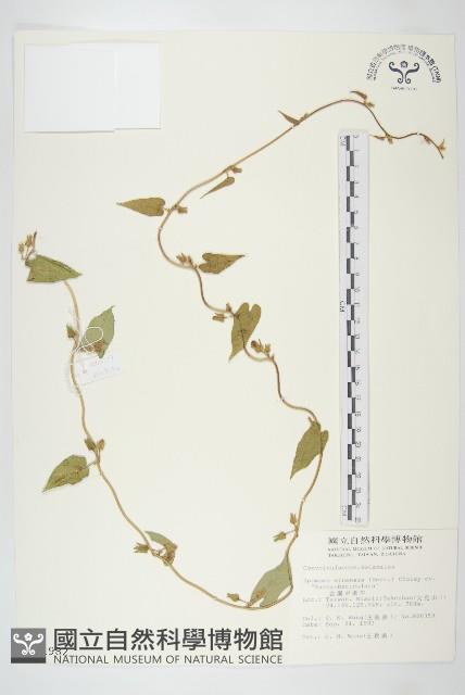 金網中牽牛藏品圖，第1張